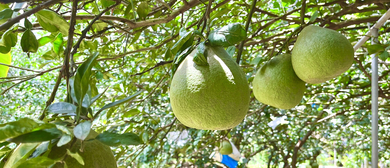 Video về Tấn Phát Food
