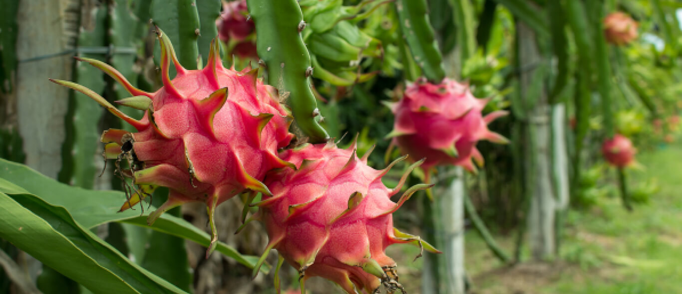 Trái cây tươi xuất khẩu