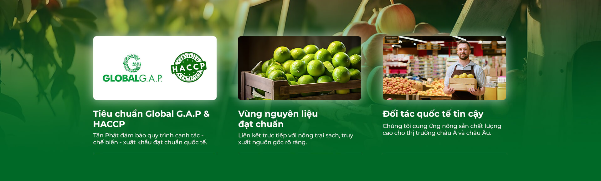 Tiêu chuẩn Global G.A.P & HACCP, Vùng nguyên liệu đạt chuẩn, Đối tác quốc tế tin cậy