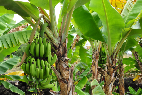 Vườn chuối Tấn Phát Food
