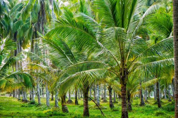 Vườn dừa Tấn Phát Food