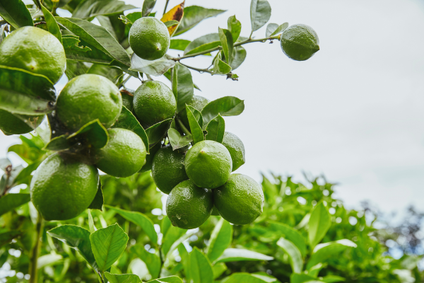 Vườn chanh Tấn Phát Food